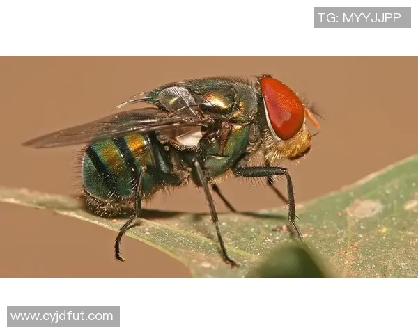 中式英语足球明星名称的趣味解析与背后故事分享